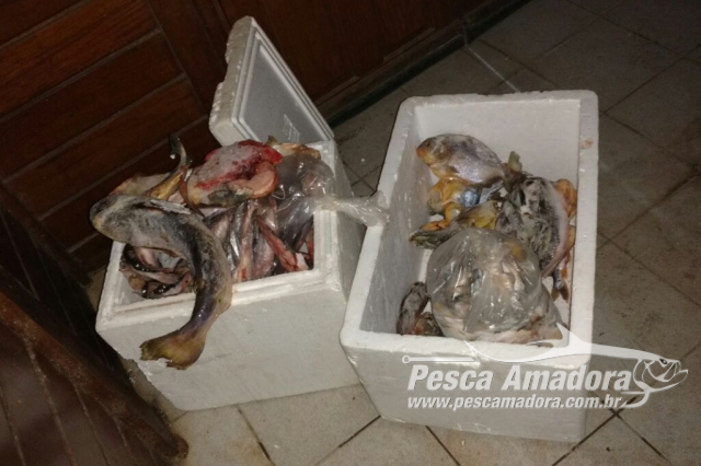 PMA apreende 32 kg de pescado e autua infrator em R$ 1,5 mil por transporte de pescado ilegal em MS