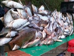 PMA apreende 325kg de pescado em Colombia-SP