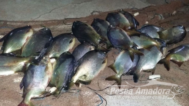PMA apreende 33 kg de pescado e prende infrator por pesca ilegal durante a piracema no PR