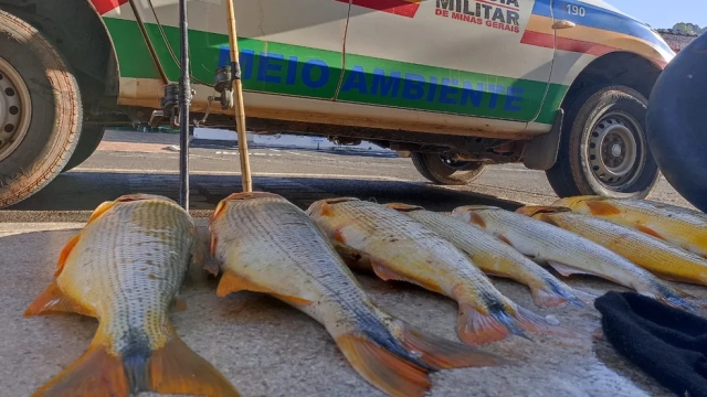 PMA apreende 33,7 kg de pescado ilegal em área proibida Perdões (MG)