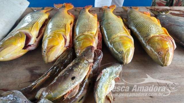 PMA apreende 34 kg de pescado ilegal capturados no Rio Miranda (MS)