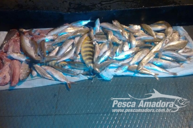 PMA apreende 35 kg de pescado ilegal em Niquelândia-GO