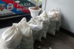 PMA apreende 360 kg de aruna pescados no defeso em Manaus-AM 2