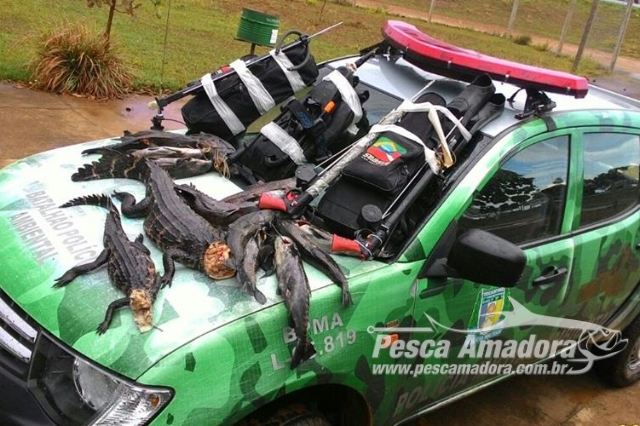 PMA apreende 40 kg de pescado ilegal, jacarés e arbaletes no Tocantins