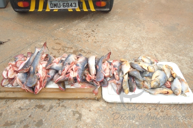 PMA apreende 41 kg de pescado e autua homem por pesca ilegal no MS