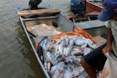 pma-apreende-413-kg-de-pescado-ilegal-e-aplica-r-24-mil-em-multas-no-ms