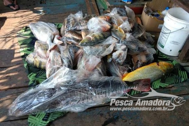 PMA apreende 413 kg de pescado ilegal e aplica R$ 24 mil em multas no MS