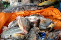 pma-apreende-413-kg-de-pescado-ilegal-e-aplica-r-24-mil-em-multas-no-ms-5