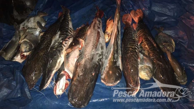 PMA apreende 43 kg de pescado ilegal no Rio Aquidauana (MS)