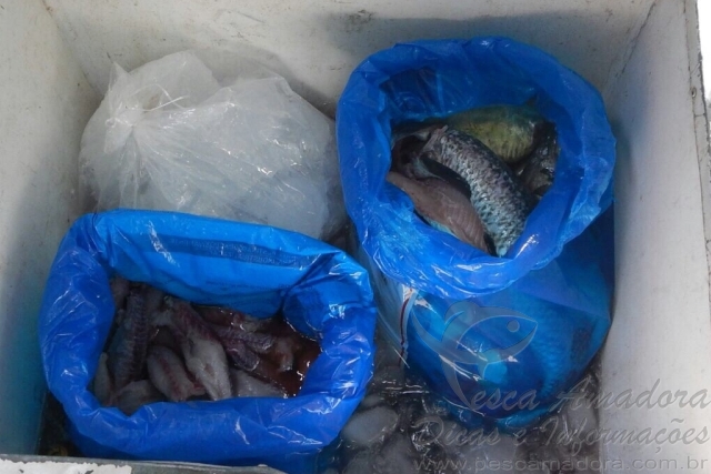 PMA apreende 44kg de pescado ilegal no lago da Usina de Machadinho em SC