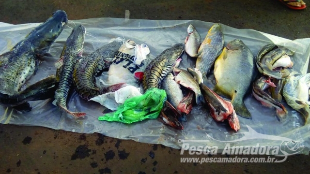 PMA apreende 45 kg de peixes e autua infratores por transporte ilegal de pescado no MS