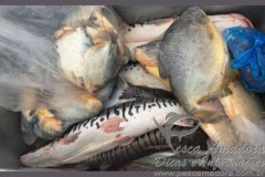 PMA apreende 47kg de pescado ilegal no municipio de Pocone-MT