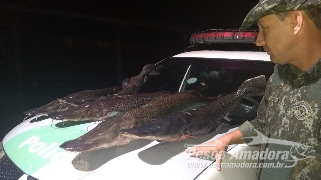 PMA apreende 48 kg de pescado capturado com arpão em Panorama (SP)