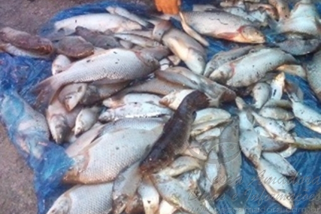 PMA apreende 48 kg de pescado e redes em reserva biológica no ES