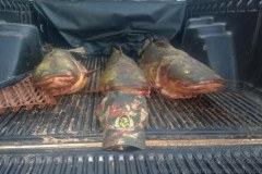 PMA apreende 50 kg de Jau pescados ilegalmente no MS 2