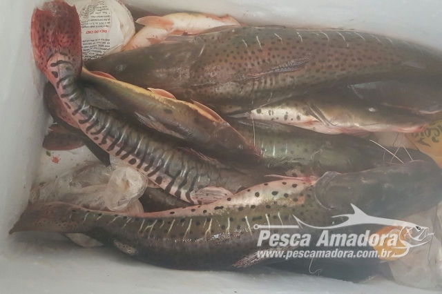 PMA apreende 50 kg de pescado ilegal e autua turistas em R$ 7,1 Mil em MS