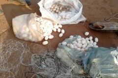 PMA apreende 50 tartarugas e 880 metros de rede em fiscalizacao no TO