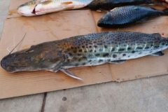 pma-apreende-51-kg-de-pescado-e-autua-infrator-por-transporte-ilegal-em-ms-2