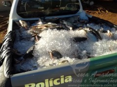 PMA apreende 528 kg de pescado em Rosana-SP