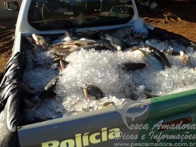 Polícia apreende 528 kg de pescado e autua infrator em Rosana-SP