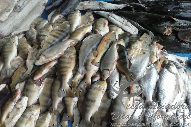 PMA apreende 548 kg de pescado ilegal em Formoso do Araguaia-TO
