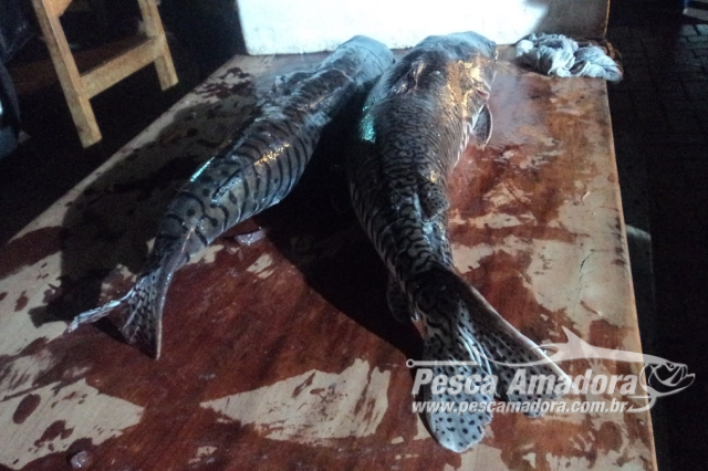 PMA apreende 55 kg de pescado ilegal capturados no rio Aquidauana (MS)