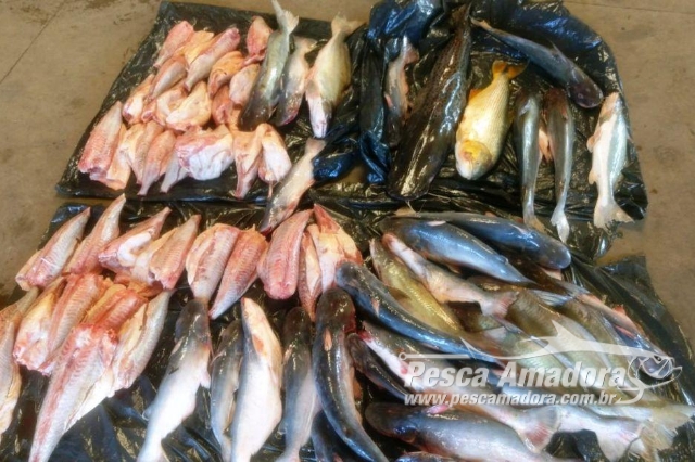 PMA apreende 56 kg de pescado em acampamento no rio Paraná em Naviraí-MS