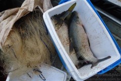 PMA apreende 60m de redes e pescado no rio ivai-PR