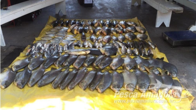 PMA apreende 637 kg de pescado ilegal durante patrulhamento no Rio Vermelho (MT)