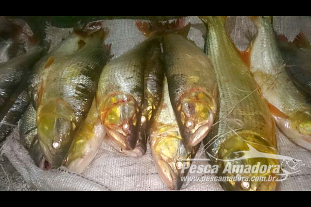 PMA apreende 65 kg de pescado ilegal e 635 metros de redes no Rio da Prata em MG