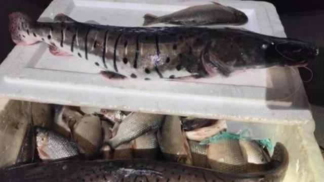 PMA apreende 70kg de pescados ilegais em Planaltina (DF)