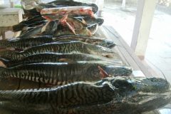 PMA apreende 71 kg de pescado ilegal e aplica R$ 2.860 em multas no MS