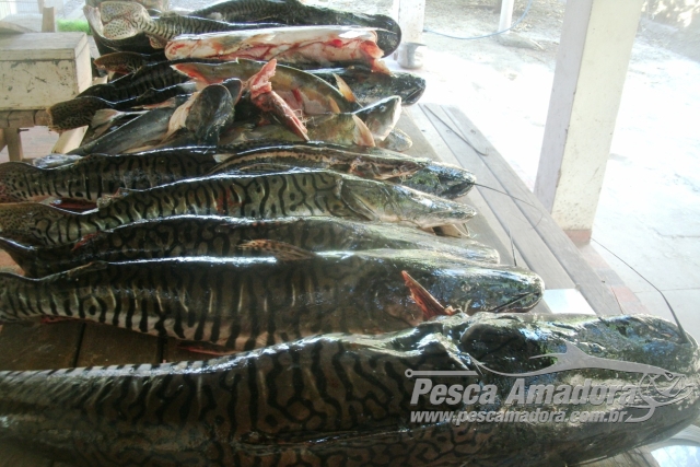 PMA apreende 71 kg de pescado ilegal e aplica R$ 2.860 em multas no MS