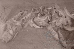 PMA apreende 75 de pescado irregular no MT