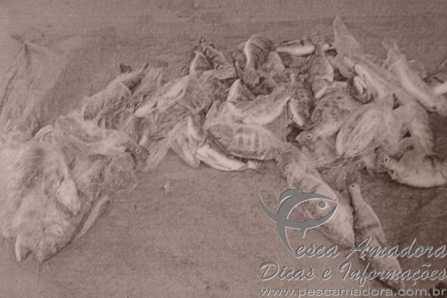 PMA apreende 75 kg de pescado irregular no MT