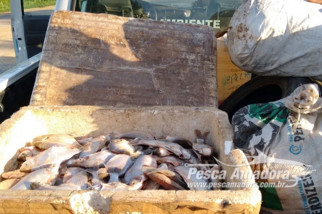 PMA apreende seis redes e 76 kg de pescado ilegal no Rio São Francisco em MG