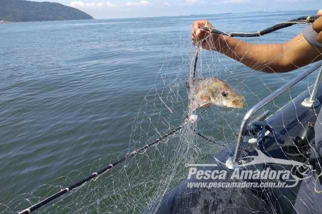 PMA apreende 800 metros de rede em área de proteção em Santos (SP)
