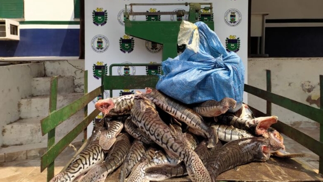 PMA apreende 87 kg de pescado e prende infrator por pesca ilegal em Corumbá (MS)