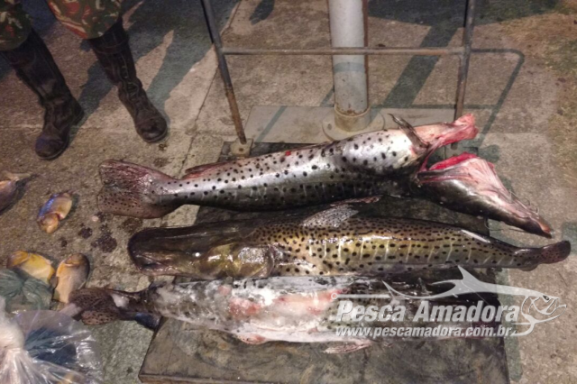 PMA apreende 88 kg de pescado e autua turistas por transporte ilegal no Rio Paraguai