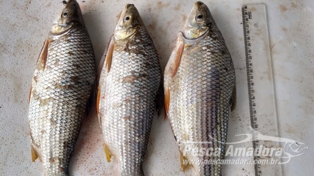 PMA apreende 90 kg de pescado ilegal e material predatório durante fiscalização no Paraná