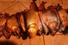 pma-apreende-92-kg-de-pescado-ilegal-e-aplica-r-2-800-em-multas-em-campo-grande-ms-2