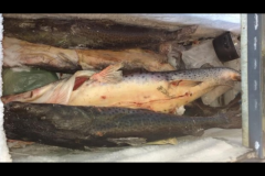 PMA apreende 93 kg de pintados e arbalete em ranchos no Rio Parana em Rosana-SP 2