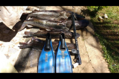 PMA apreende 93 kg de pintados e arbalete em ranchos no Rio Parana em Rosana-SP