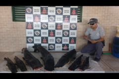 PMA apreende 93 kg de pintados e arbalete em ranchos no Rio Parana em Rosana-SP 3