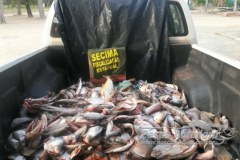 PMA apreende 98 kg de pescado ilegal e animais silvestres no Vale do Araguaia