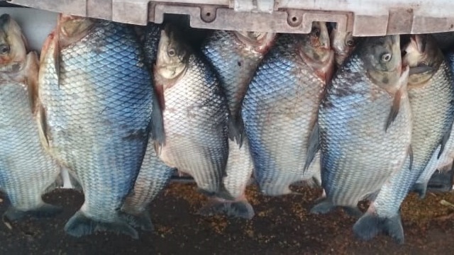 PMA apreende apreende 31 kg de pescado ilegal durante fiscalização em Eldorado (MS)