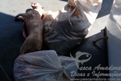 PMA apreende caca madeira e pescado ilegal na Amazonia 2