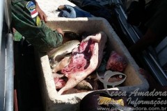 PMA apreende caca madeira e pescado ilegal na Amazonia