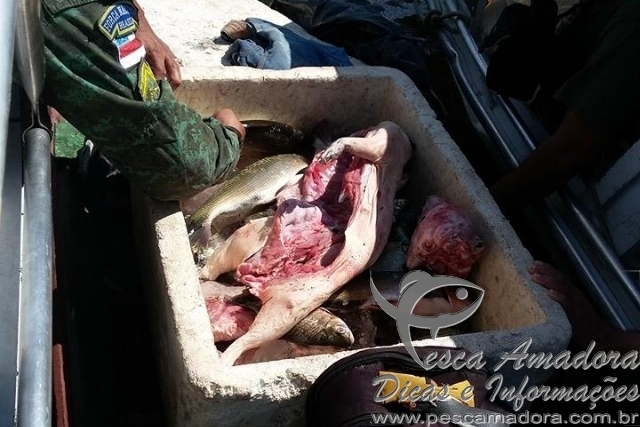 PMA apreende carne de caça, madeira e pescado ilegal no interior da Amazônia