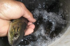 PMA apreende carga ilegal de 2 mil iscas vivas em MS